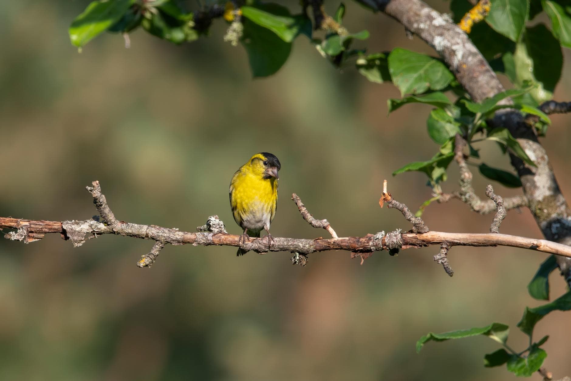 Counter-Strike 2 : conseils rapides pour mieux jouer