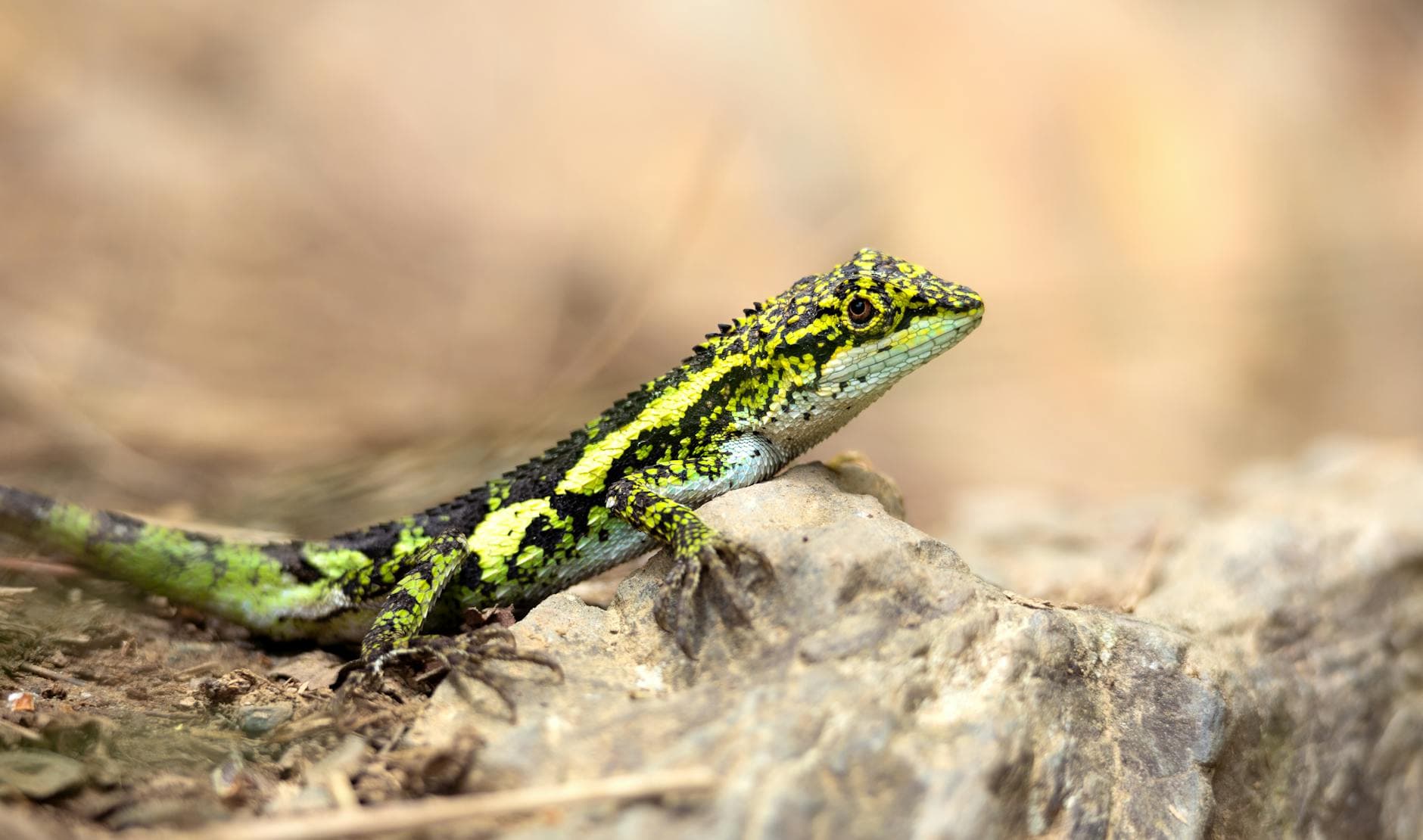 Gaming : petites victoires, grands progrès